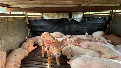 Đắk Lắk: Ngăn chặn xe tải chở 97 con lợn dịch tả châu Phi trên đường đi tiêu thụ