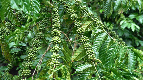 Giá cà phê hôm nay 1/8/2025: Trong nước duy trì xu hướng tăng