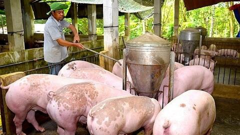 Giá heo hơi hôm nay ngày 2/8/2025: Miền Bắc tiếp đà tăng, miền Trung giảm sâu