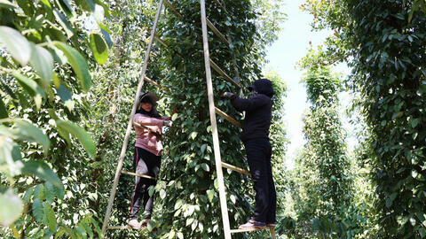 Giá tiêu hôm nay 02/08/2025: Thị trường trong nước đi ngang, neo ở mức cao