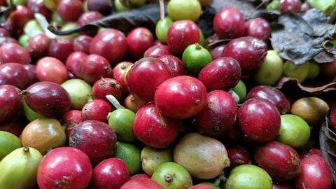 Giá cà phê Arabica tăng hơn 4,1% lên 8.272 USD/tấn
