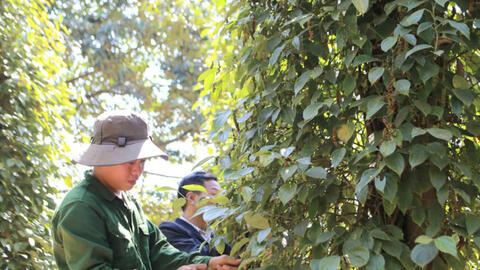 Giá tiêu hôm nay 21/8/2025: Trong nước tăng trở lại