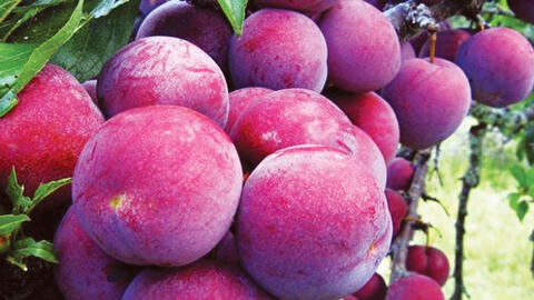 Lào Cai: Đồng bào dân tộc mở rộng kênh tiêu thụ cho mận Bắc Hà