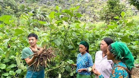 Cây trồng mới mang mùa no đủ cho đồng bào dân tộc thiểu số