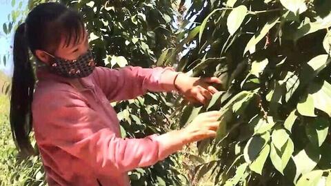 Giá tiêu hôm nay 4/9/2025: Đắk Lắk cao nhất 155.000 đồng/kg