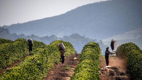 Căng thẳng thương mại tác động ra sao đến thị trường cà phê châu Á?