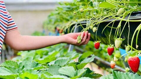 Lâm Đồng: Du lịch canh nông thúc đẩy tiêu thụ nông sản vùng dân tộc