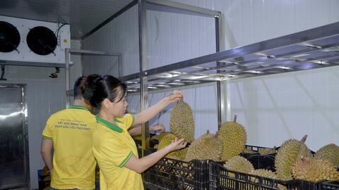 Xuất khẩu trái cây và rau quả vì sao lại “tụt dốc”?