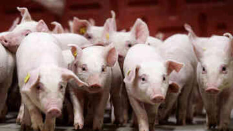 Giá heo hơi hôm nay 12/9/2025: Tăng giảm trái chiều