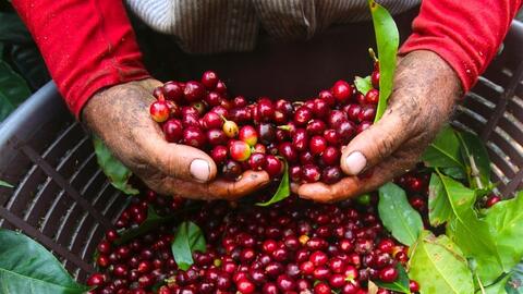 Phát huy thương hiệu cà phê Di Linh, cải thiện đời sống bà con dân tộc