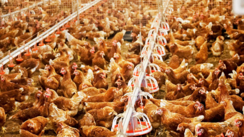 Hà Tĩnh: Nuôi gà đẻ trứng công nghệ cao, thu lãi hàng tỷ đồng mỗi năm