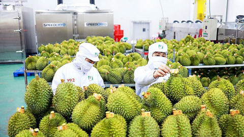 Giá sầu riêng 'chạm đáy': Nông dân và doanh nghiệp phải làm gì?