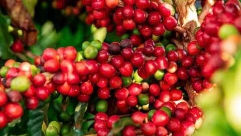Giá cà phê Arabica vượt mốc 9.000 USD/tấn