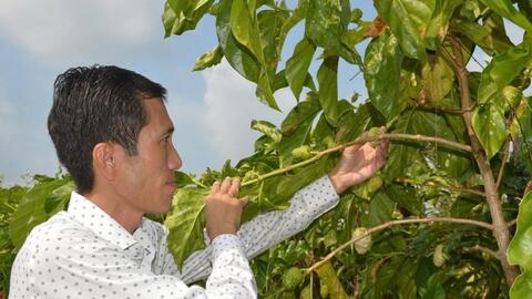 Nỗ lực “nâng tầm” sản phẩm OCOP 4 sao nước cốt trái nhàu