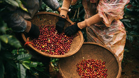 Các hiệp định thương mại: 'Bệ đỡ" cho cà phê Việt