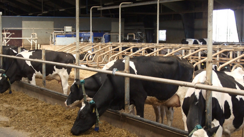 Đan Mạch đánh thuế khí mê-tan từ chăn nuôi bò, lợn, cừu từ năm 2030