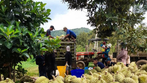 Sầu riêng Ea Knuêc: Xây dựng thương hiệu, vươn ra thị trường số