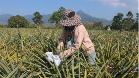 Dứa Cư Pui: Xây dựng thương hiệu, mở rộng thị trường