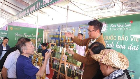 Sâm quý Ngọc Linh: Bảo tồn và mở rộng thị trường tiêu thụ
