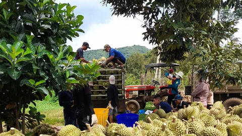 Đẩy mạnh đàm phán mở cửa, tạo cú hích cho xuất khẩu rau quả