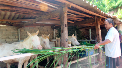 Nuôi ngựa: Sinh kế thoát nghèo của bà con dân tộc vùng cao Phong Vân