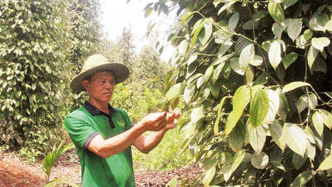 HTX Đắk Nông tăng tốc chuyển đổi số, nâng tầm nông sản địa phương