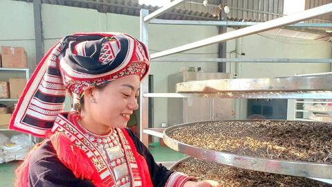 Từ núi rừng Tuyên Quang, chè Tây Côn Lĩnh chinh phục trời Tây