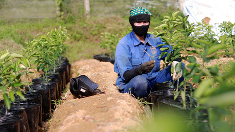 Hà Tĩnh: Mở rộng diện tích cam hữu cơ, làm giàu bền vững