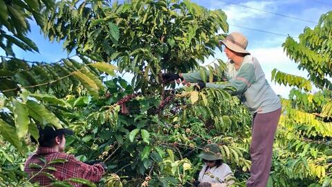 Liên kết chuỗi, nâng tầm thương hiệu cà phê Lâm Đồng