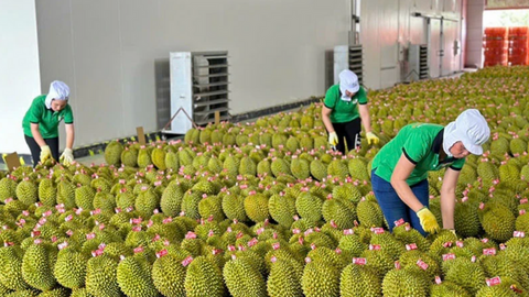 10 tháng, xuất khẩu rau quả dự báo vượt mốc 7 tỷ USD