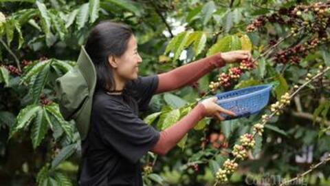Giá cà phê hôm nay 3/11/2025: Trong nước đi ngang