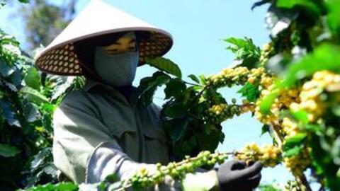 Giá cà phê hôm nay 8/11/2025: Sụt giảm sâu
