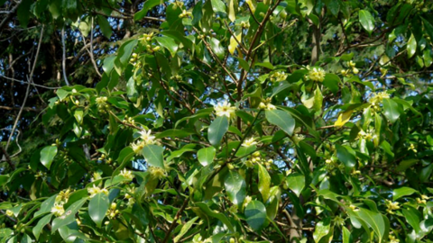 Lạng Sơn thúc đẩy chuỗi giá trị nông sản xuất khẩu