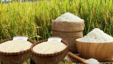 Giá lúa gạo hôm nay ngày 16/11 và tuần qua: Thị trường lặng sóng