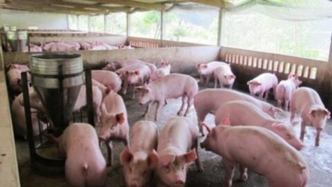 Giá heo hơi hôm nay 22/11/2025: Tiếp đà tăng giá