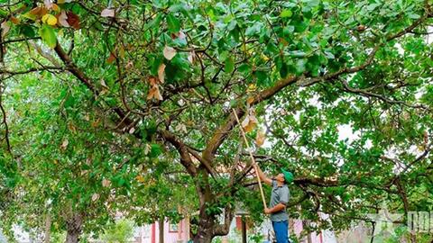 Đồng Nai khơi dậy sức bật mới cho cây điều