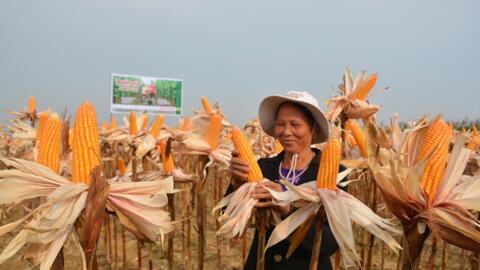 Cây trồng chuyển gen giúp tăng năng suất, cải thiện chất lượng nông sản