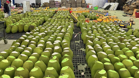 Giá mít tươi tăng, rộng cửa vào thị trường Trung Quốc