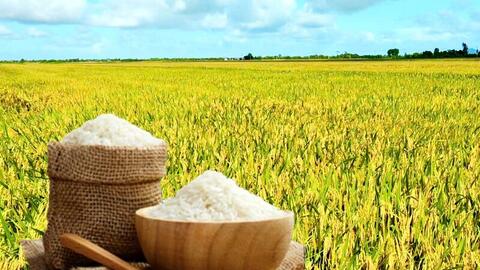 Giá lúa gạo hôm nay ngày 5/12: Gạo xuất khẩu tiếp đà giảm, lúa vững giá.