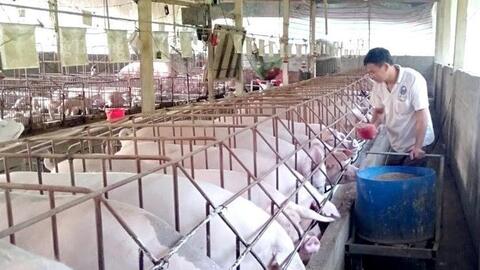 Nguồn cung giảm, giá lợn hơi dự báo tăng
