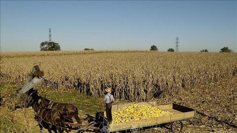 Thuế quan của Mỹ: Washington công bố gói hỗ trợ dành cho nông dân bị ảnh hưởng