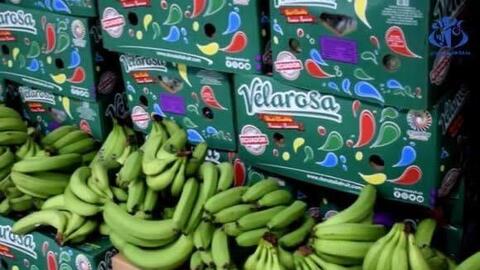 Algeria mời doanh nghiệp Việt Nam tham gia cung cấp chuối quả