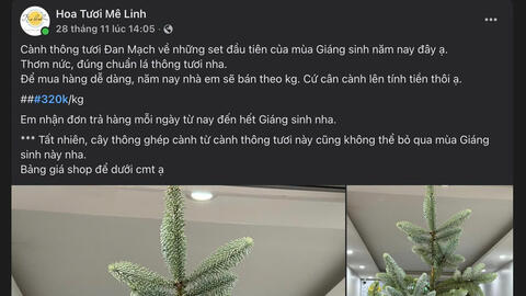 Người dân 'săn lùng' cành thông tươi nhập khẩu đón Giáng sinh