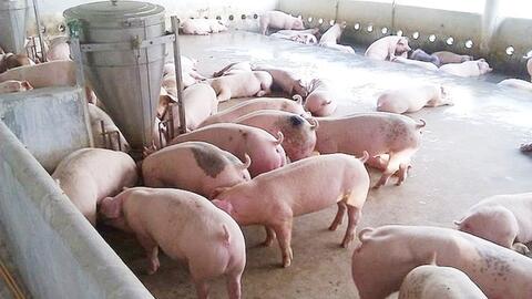 Giá heo hơi hôm nay 11/12/2025: Tăng trở lại