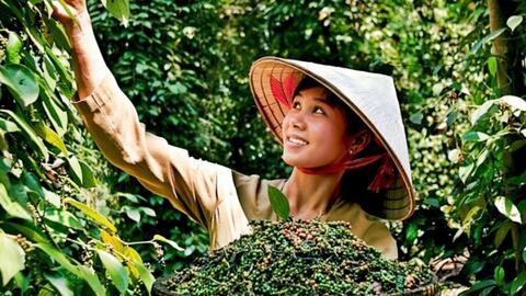 Quy tắc xuất xứ hàng hóa, chìa khóa ưu đãi FTA cho hồ tiêu Việt
