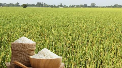 Giá lúa gạo hôm nay ngày 15/12: Nguồn cung ít, giá bình ổn