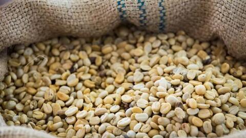 Giá cà phê thế giới quay đầu tăng trước rủi ro nguồn cung