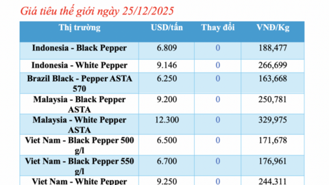 Giá tiêu hôm nay 25/12/2025: Tăng nhẹ 500 đồng/kg