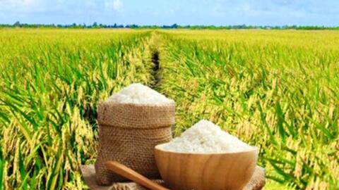 Giá lúa gạo hôm nay ngày 28/12 và tuần qua: Lúa tươi tăng đầu tuần