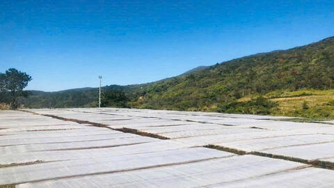 Phát triển làng nghề miến dong Phia Đén gắn với xây dựng nông thôn mới